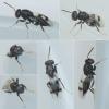 Cheiropachus quadrum